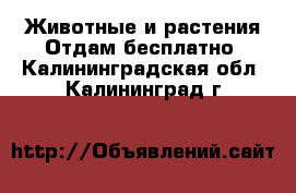 Животные и растения Отдам бесплатно. Калининградская обл.,Калининград г.